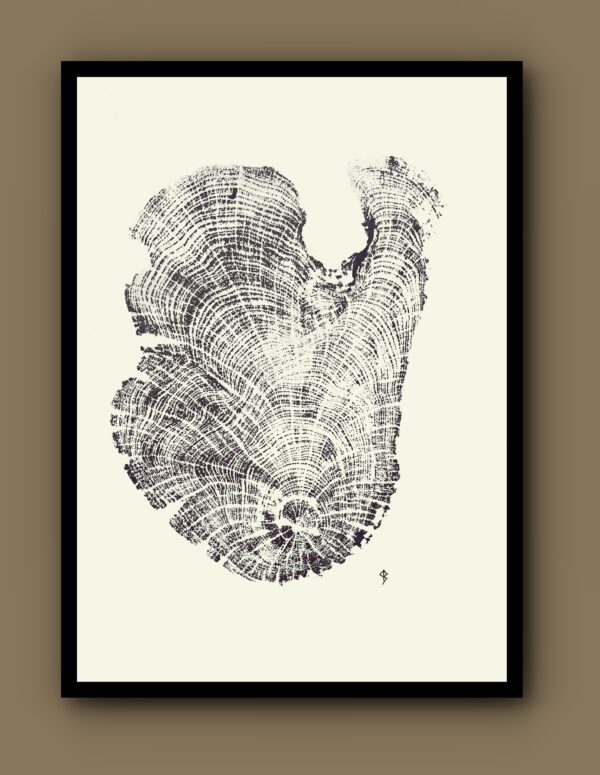 Quercus Robur 48 – Image 2